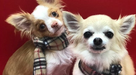 Centre Stage Dog Grooming图像2