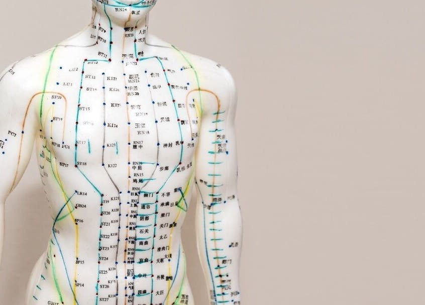 Acupuncture model showing meridians at Acupuncture with Natalie, Lowestoft, England, GB.