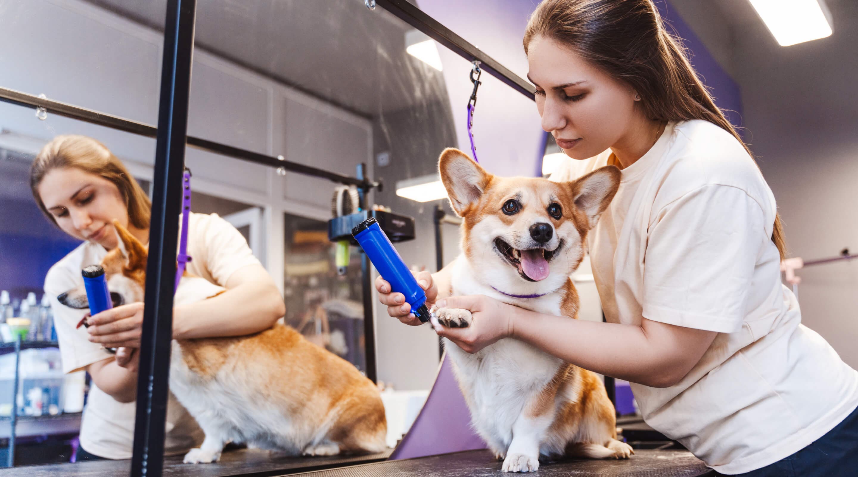 Ein Hundefriseur schneidet das Fell eines kleinen Hundes in einem sauberen Pflegesalon.