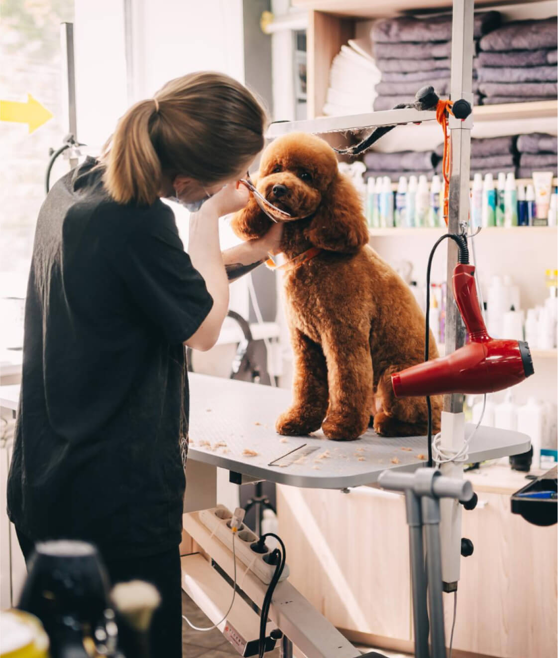 Ein Hundefriseur bürstet einen Hund in einem Haustierpflegesalon.
