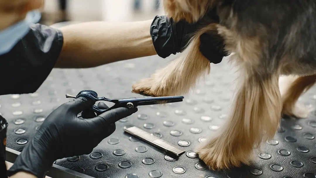 Hund wird von professionellem Hundefrisör in einem Haustiersalon gebadet